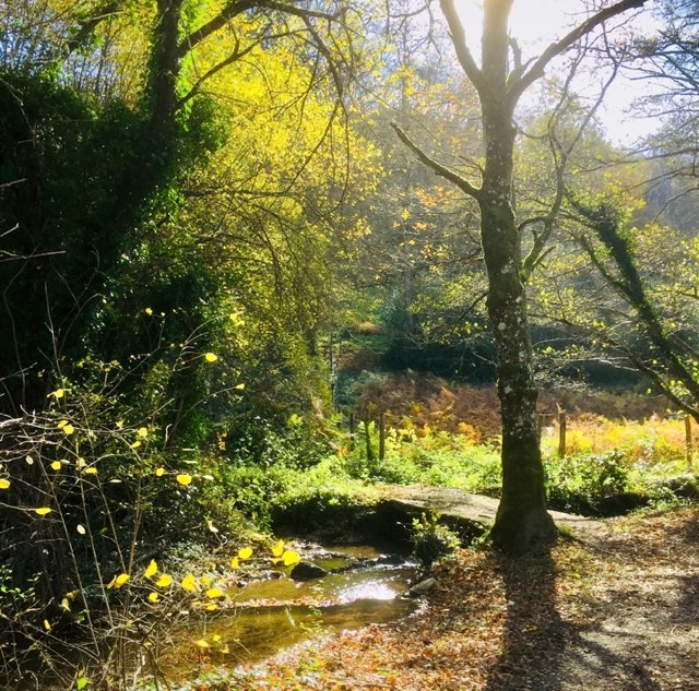 Sous-bois lumineux à contre-jour, lumière dorée entre les arbres